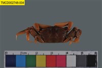 藏品(萬歲大眼蟹)的圖片